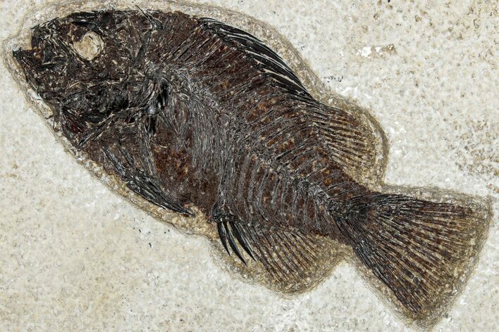 Detailed Fossil Fish (Cockerellites) - Wyoming #292548